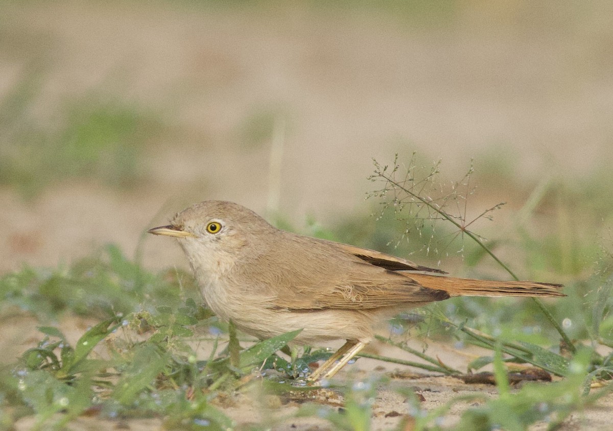 Asian Desert Warbler - akshit dua