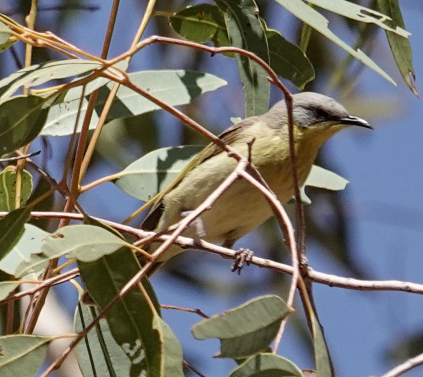 Gray-headed Honeyeater - ML623738422