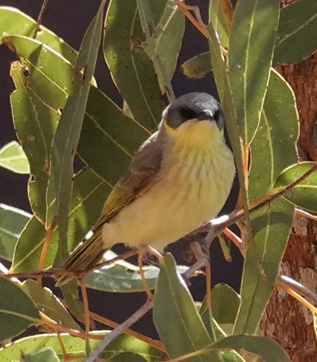 Gray-headed Honeyeater - ML623738423