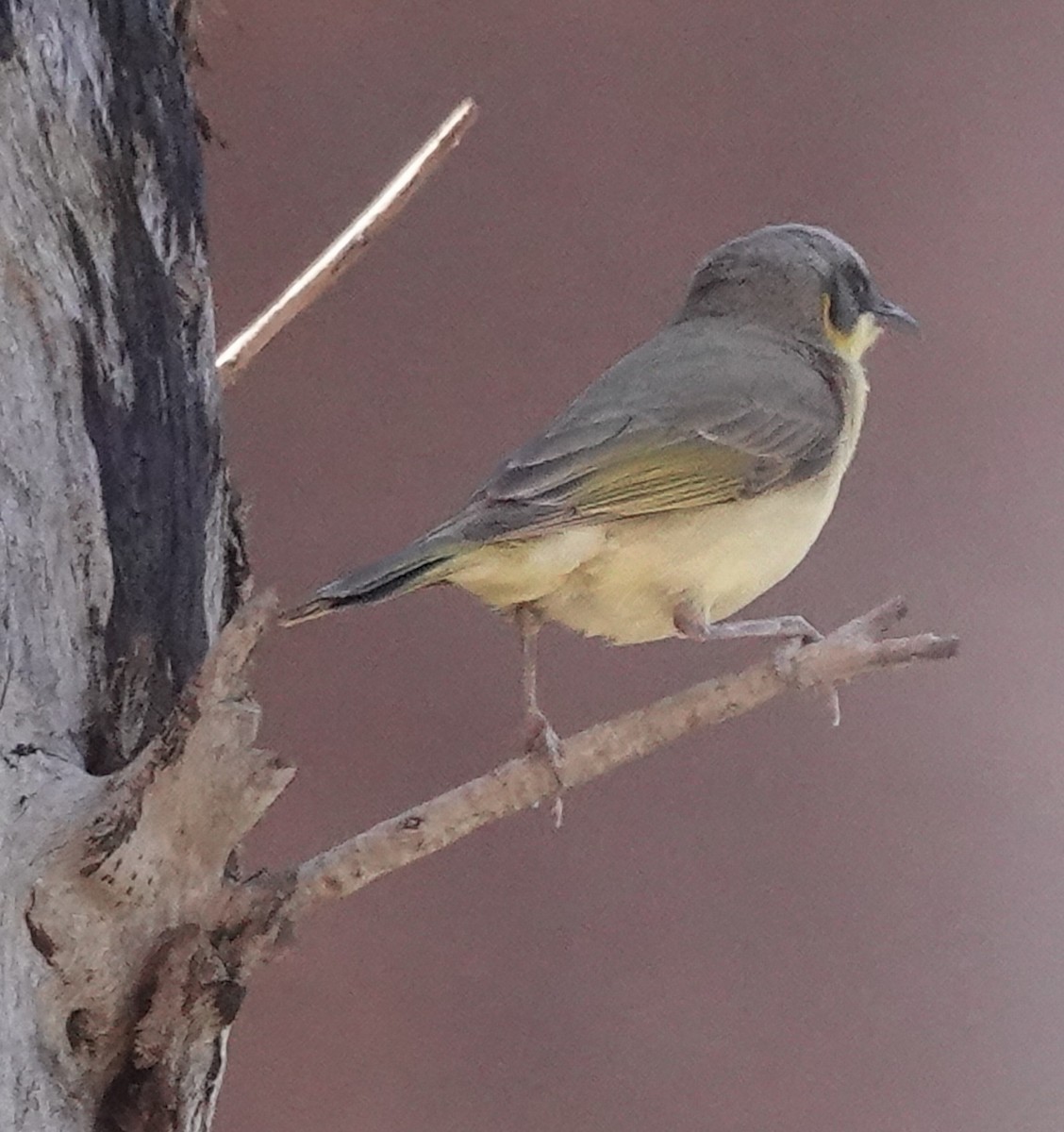 Gray-headed Honeyeater - ML623738424