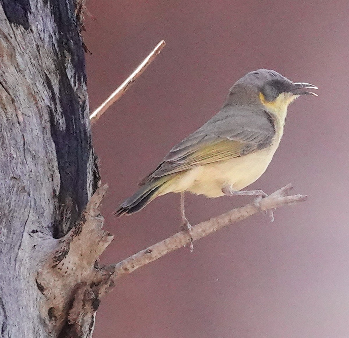 Gray-headed Honeyeater - ML623738425