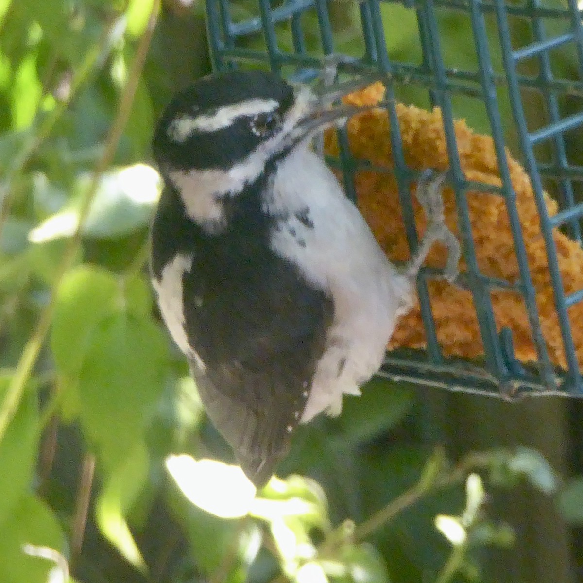 Downy Woodpecker - ML623738426