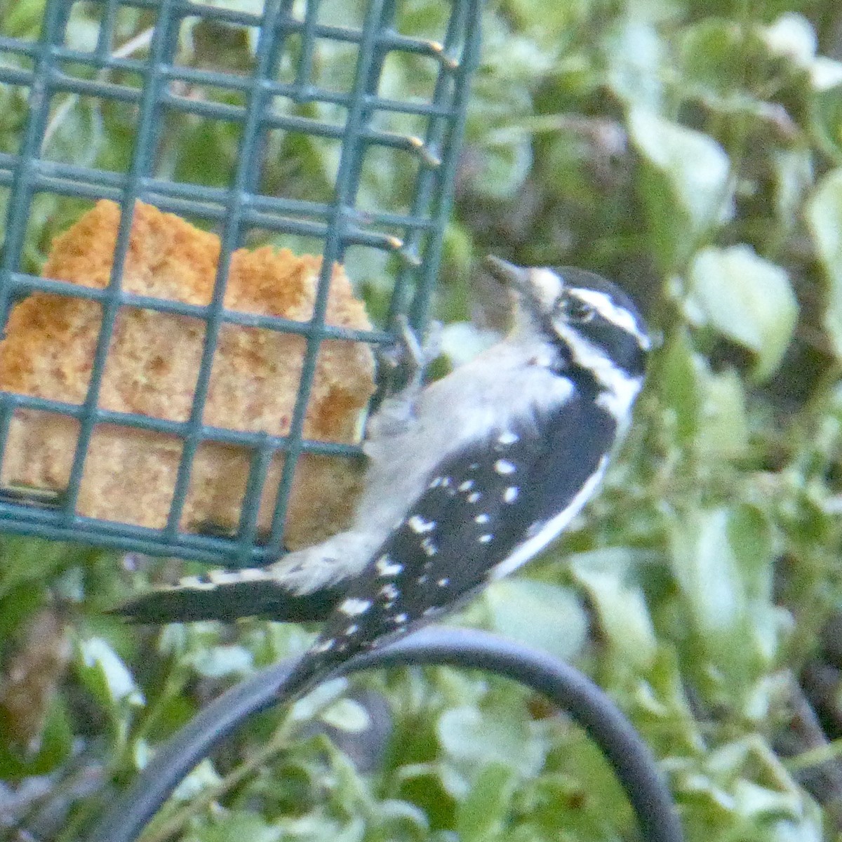 Downy Woodpecker - ML623738437