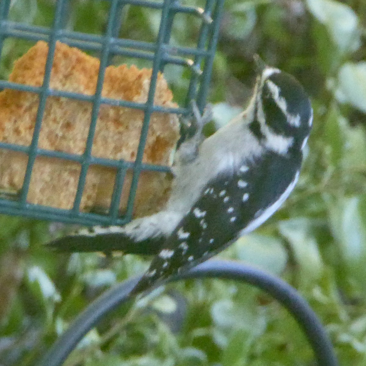 Downy Woodpecker - ML623738441