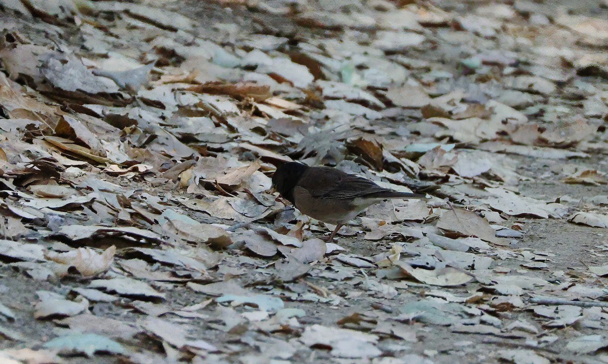 Dark-eyed Junco - ML623738457