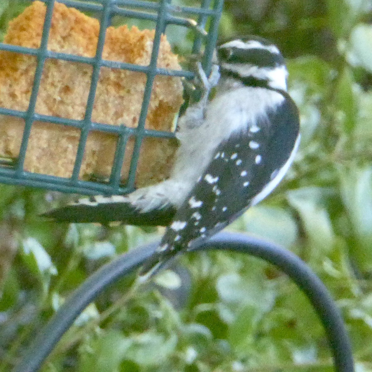 Downy Woodpecker - ML623738464