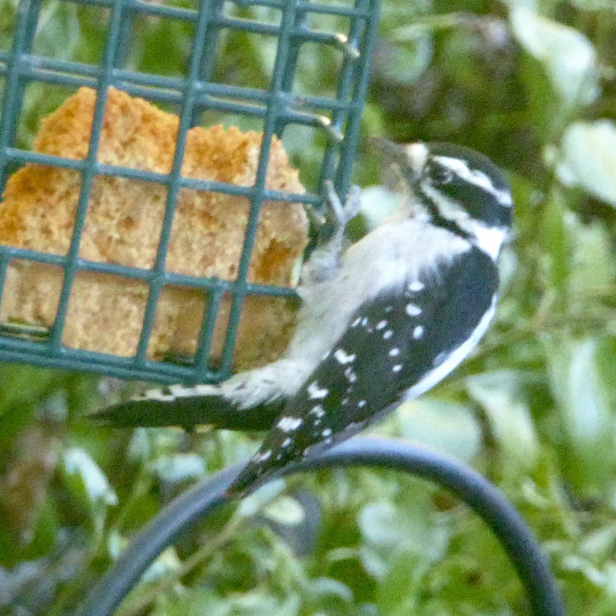 Downy Woodpecker - ML623738473