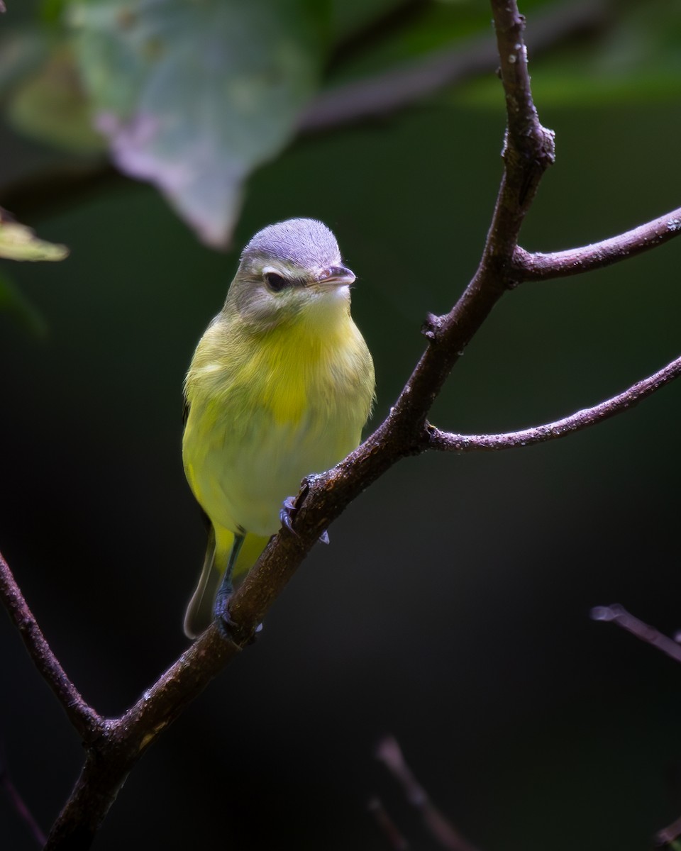 Philadelphia Vireo - ML623738477