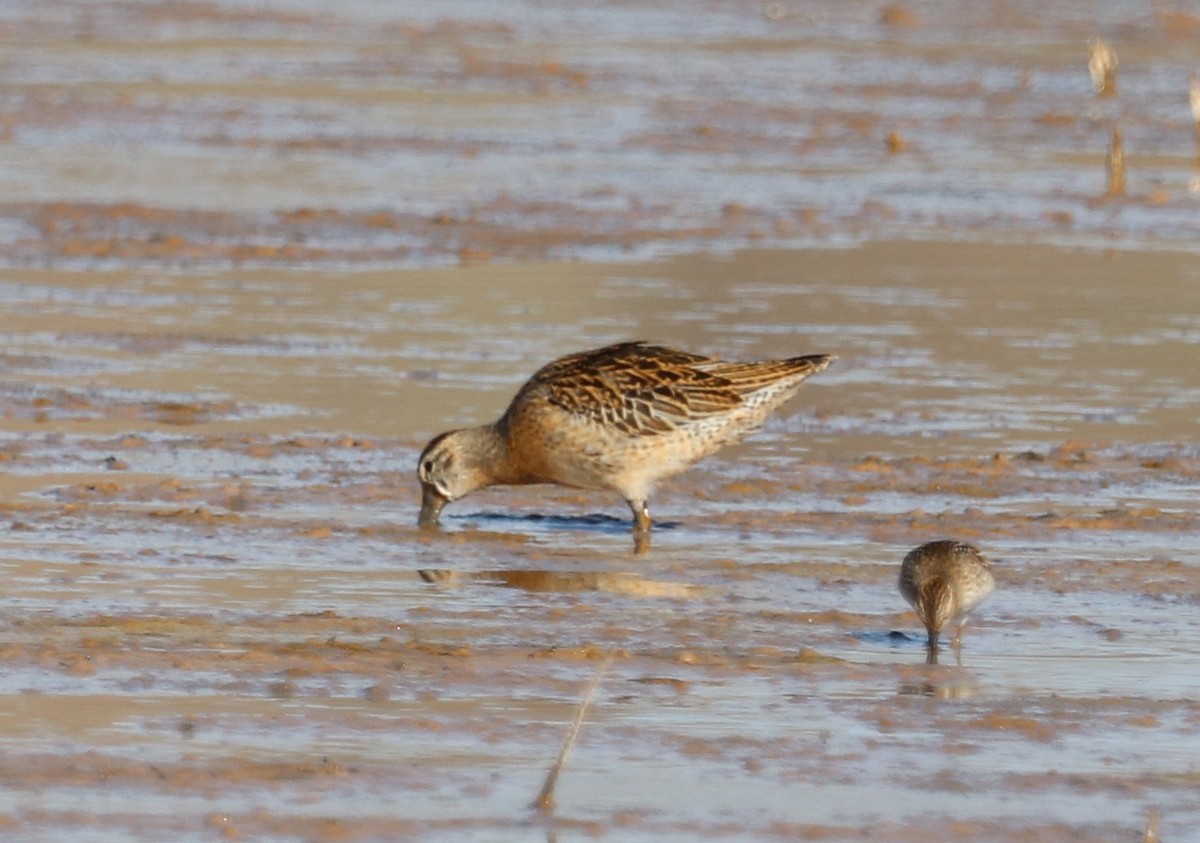 Short-billed Dowitcher - ML623738504