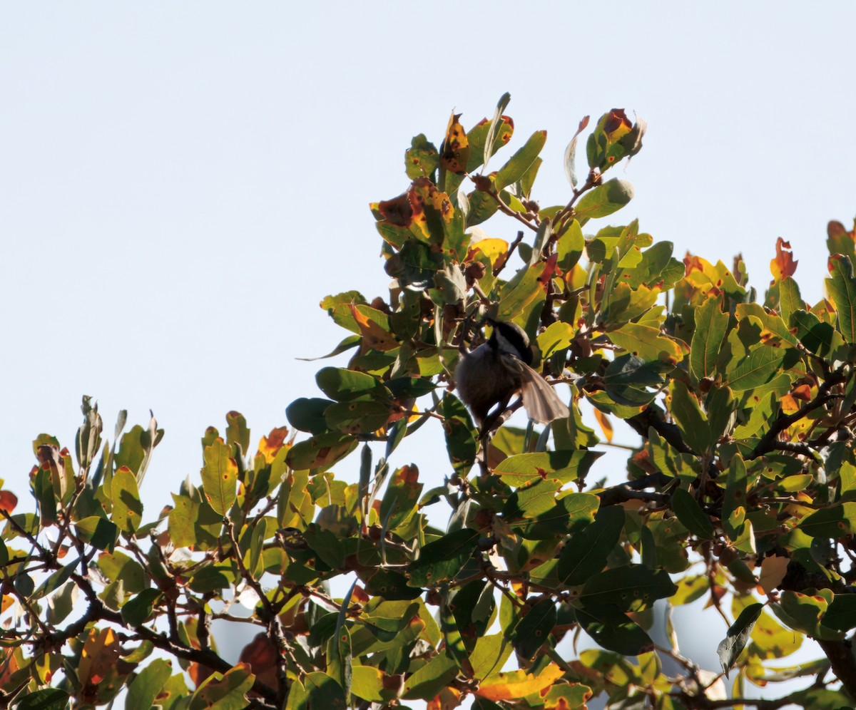 Chestnut-backed Chickadee - ML623738535