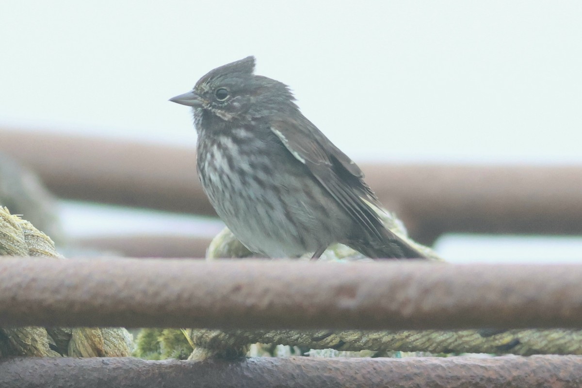 Song Sparrow - ML623738564