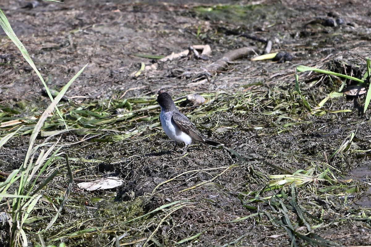 Eastern Kingbird - ML623738565