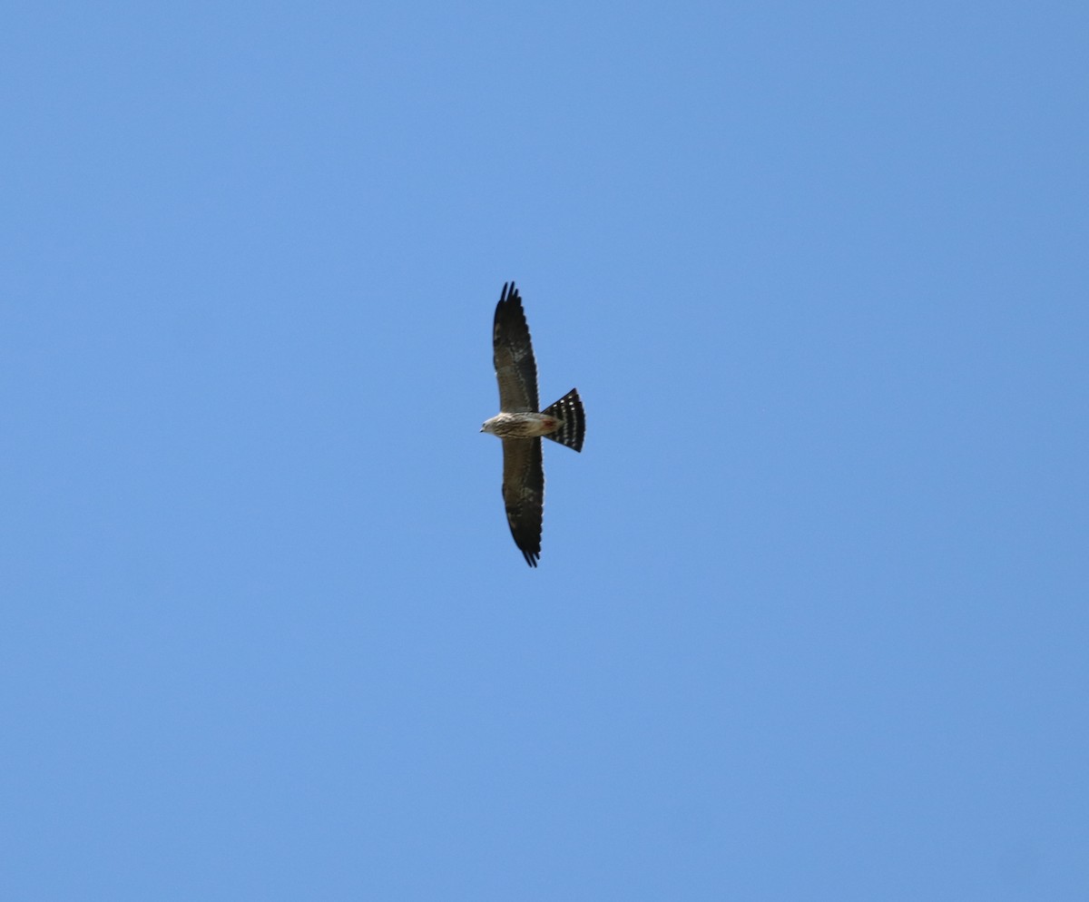 Mississippi Kite - ML623738567