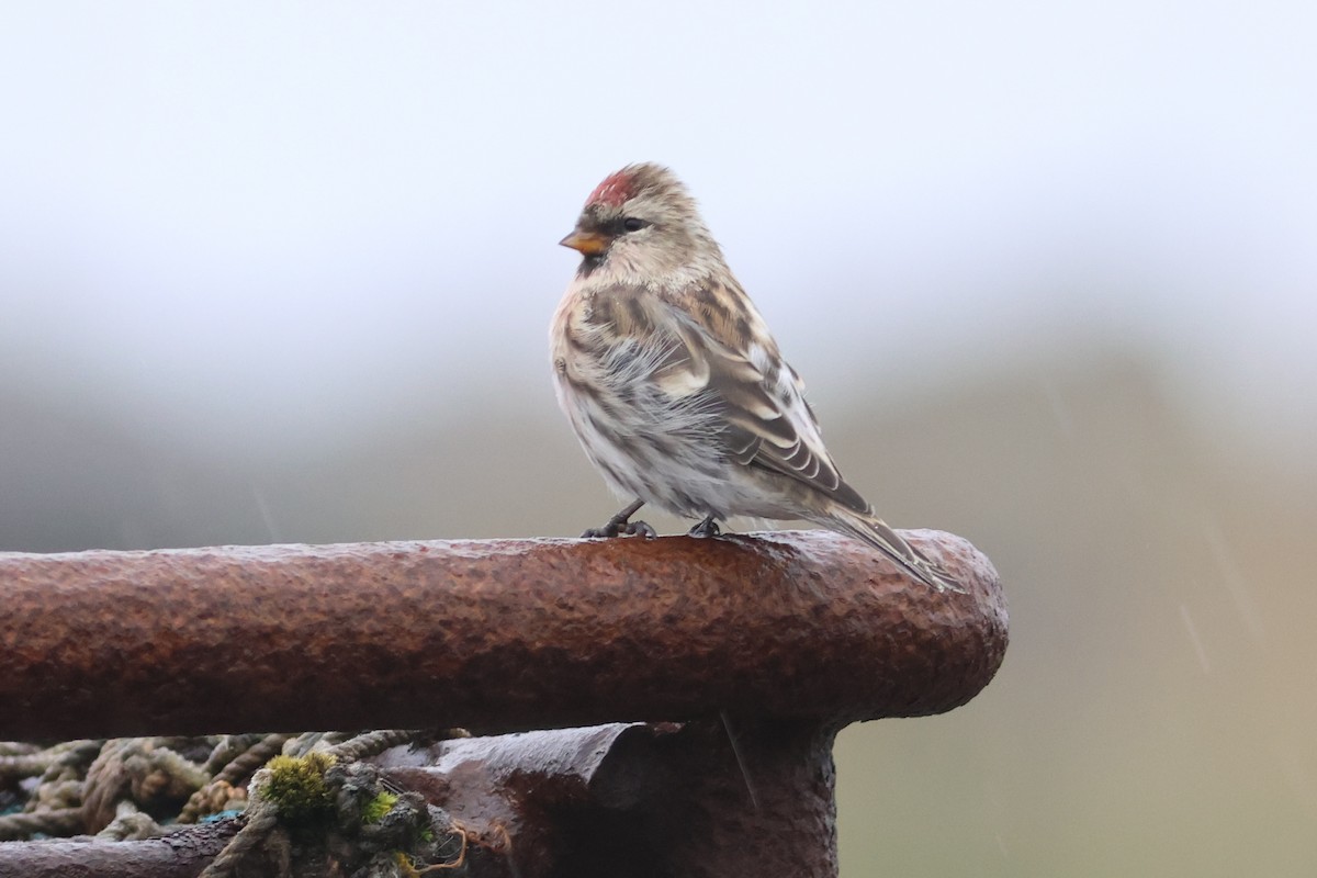 Common Redpoll - John Diener