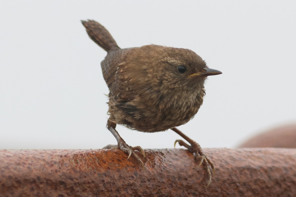 Pacific Wren - ML623738575