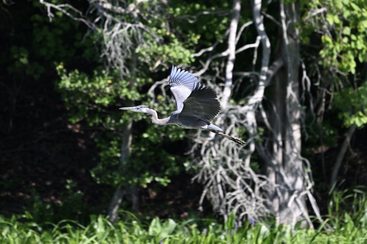 Great Blue Heron - ML623738578