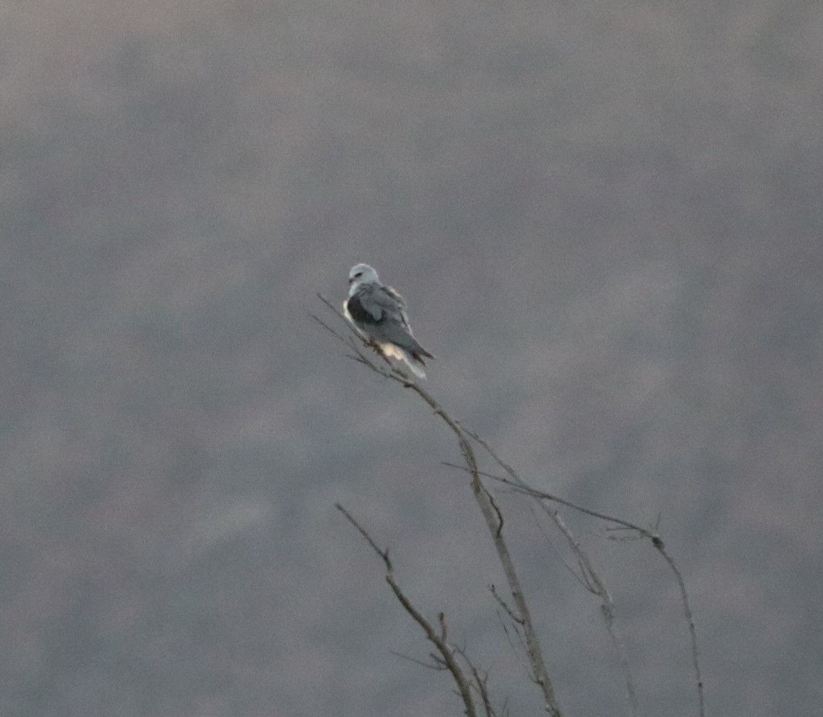 White-tailed Kite - ML623738580