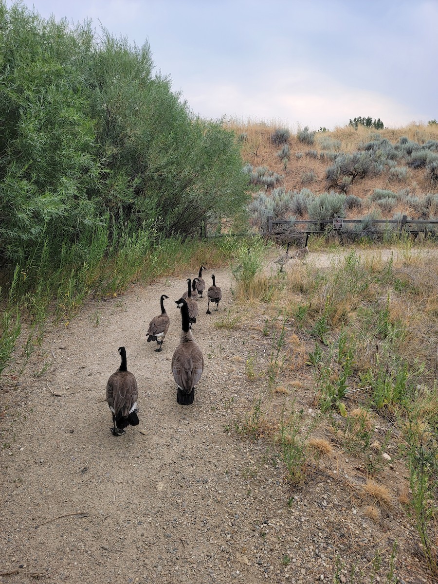 Canada Goose - ML623738582