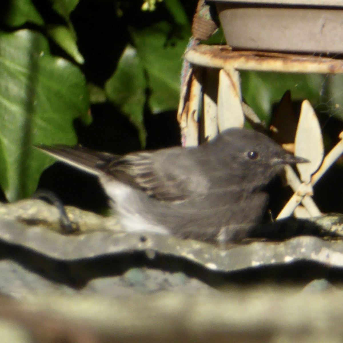 Black Phoebe (Northern) - ML623738587