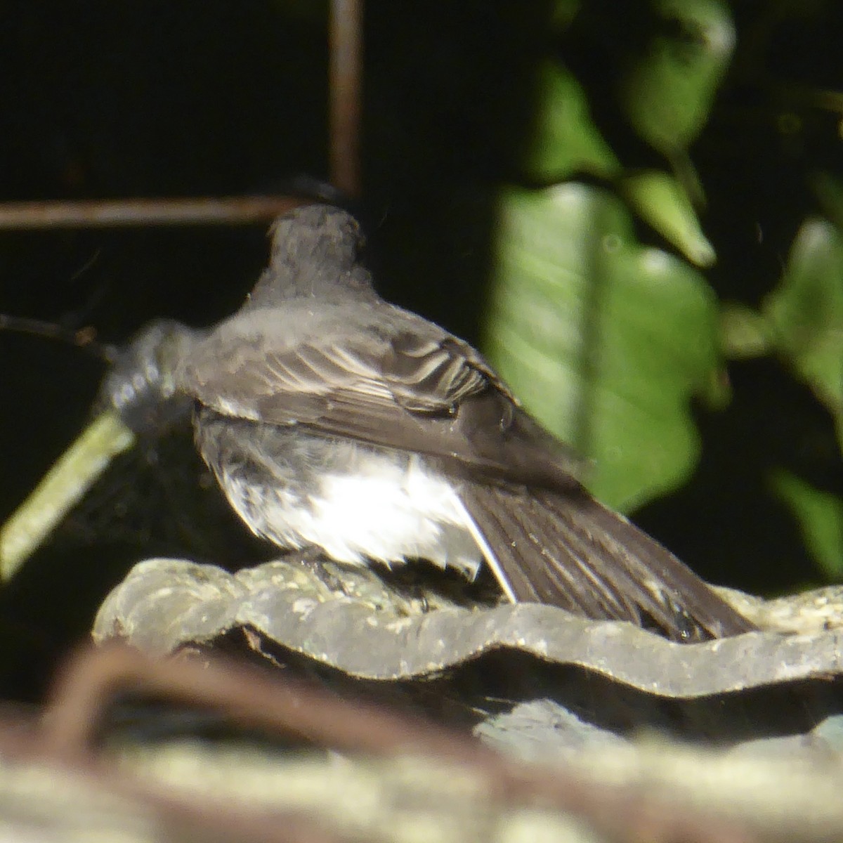 Black Phoebe (Northern) - Anonymous