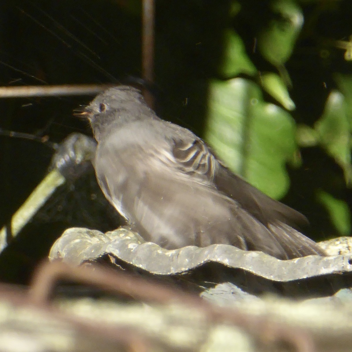 Black Phoebe (Northern) - ML623738602