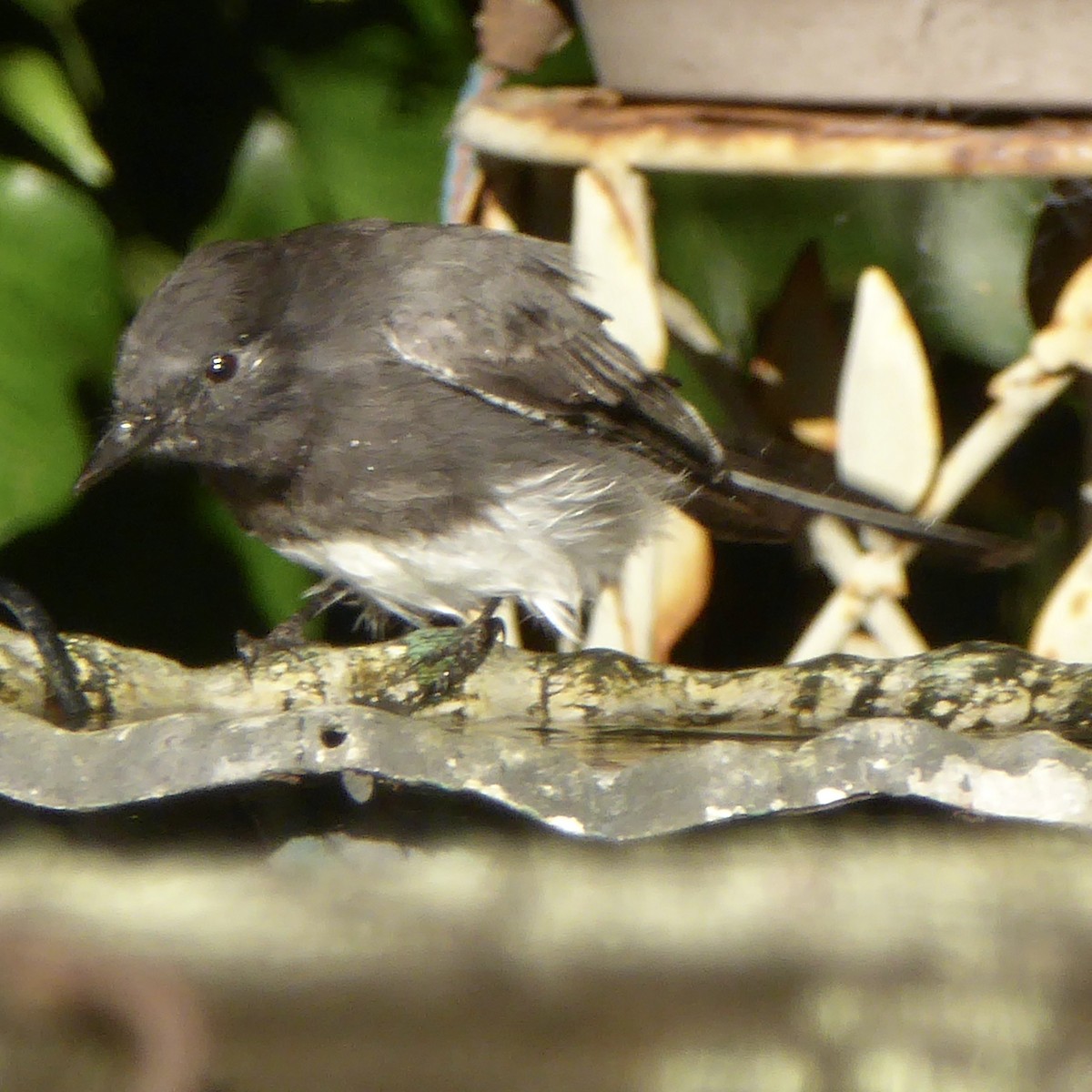 Black Phoebe (Northern) - ML623738608