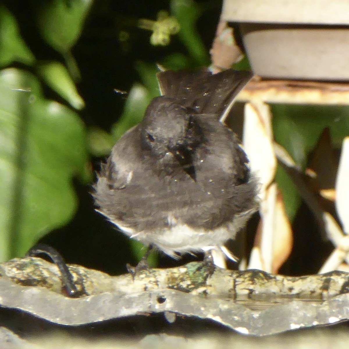 Black Phoebe (Northern) - ML623738622