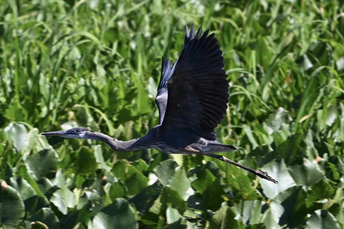 Great Blue Heron - ML623738626