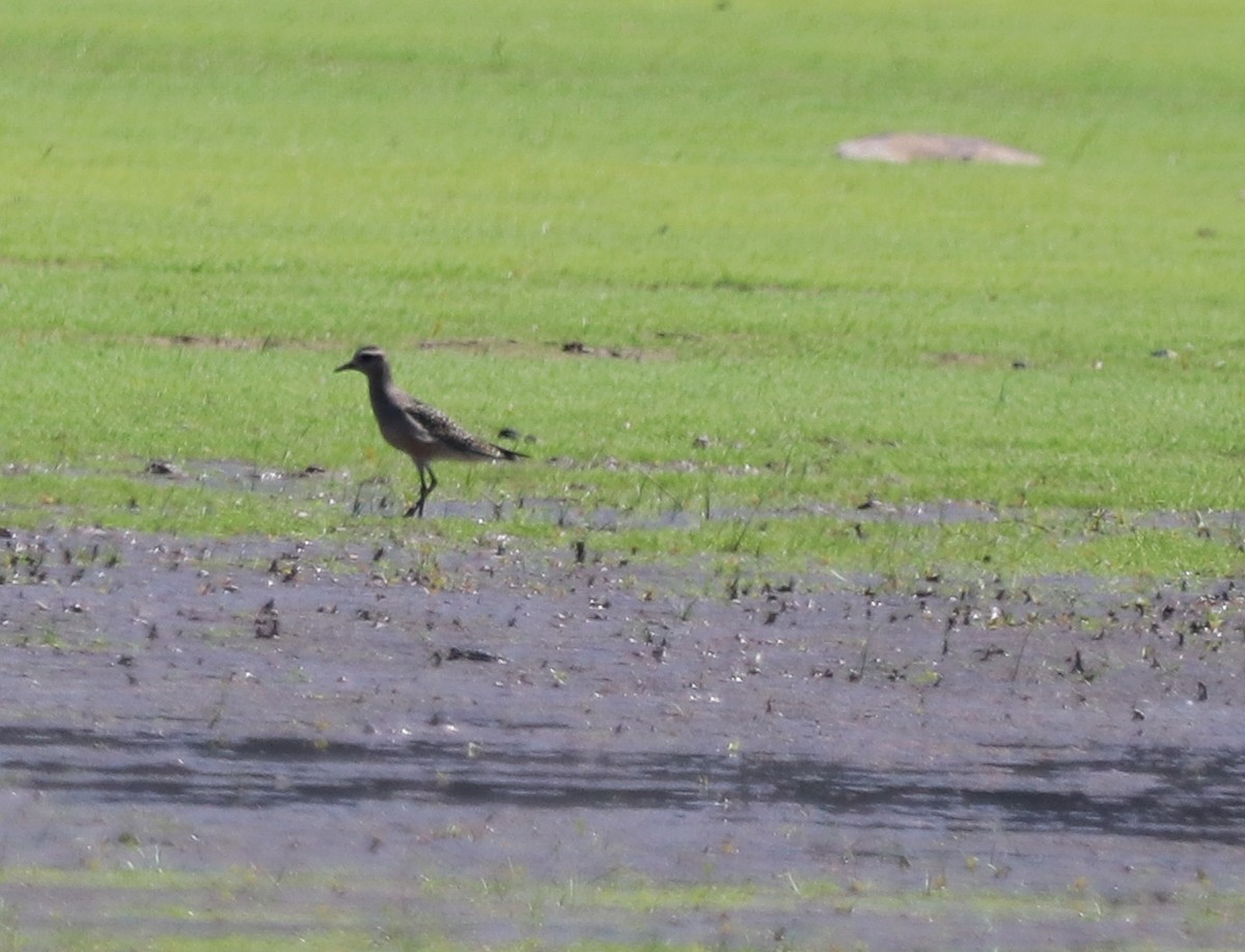 American Golden-Plover - ML623738631