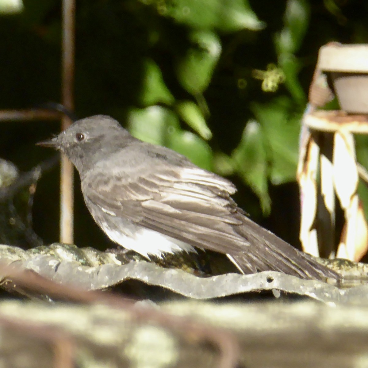 Black Phoebe (Northern) - ML623738632