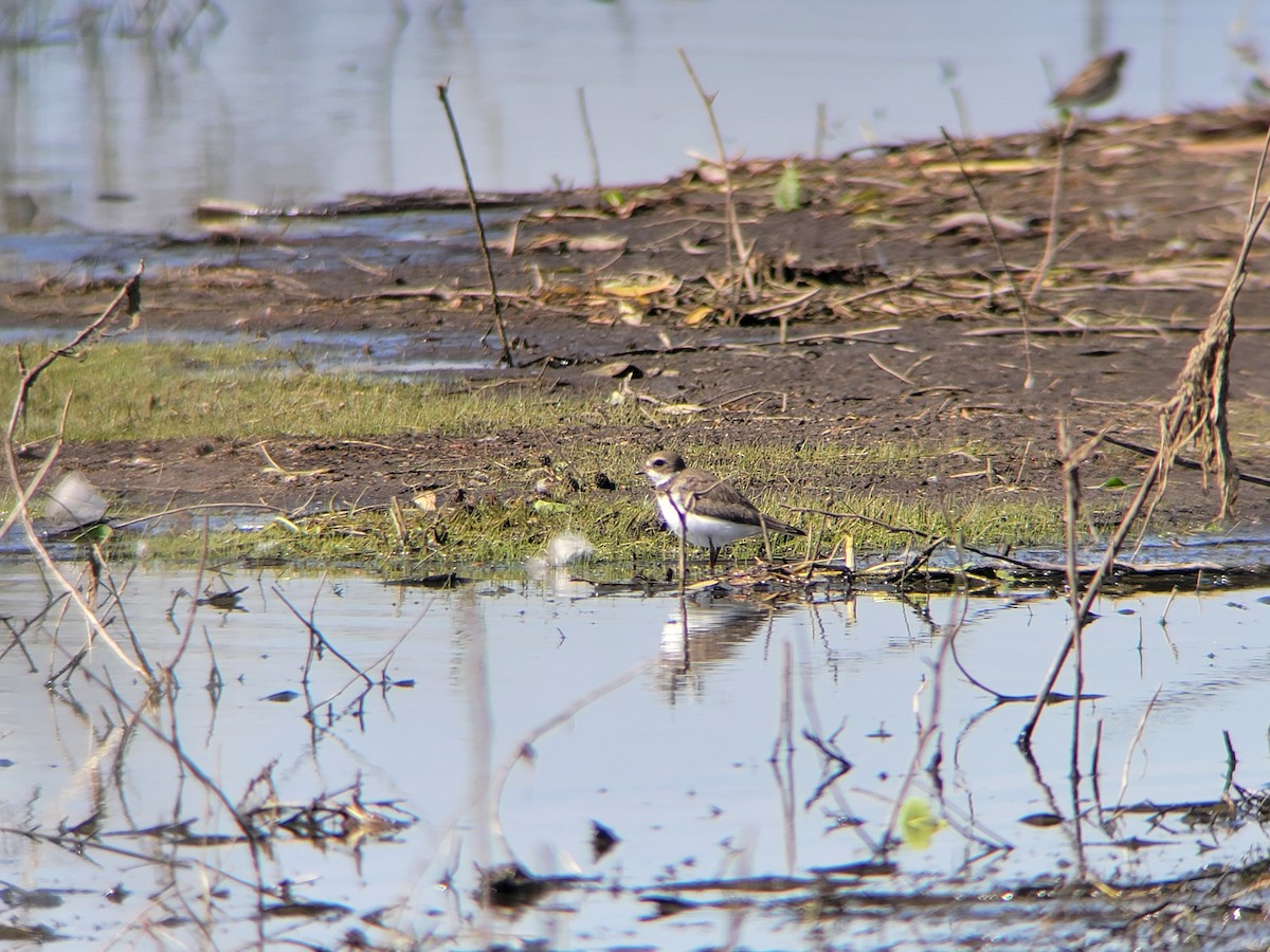 Semipalmated Plover - ML623738643