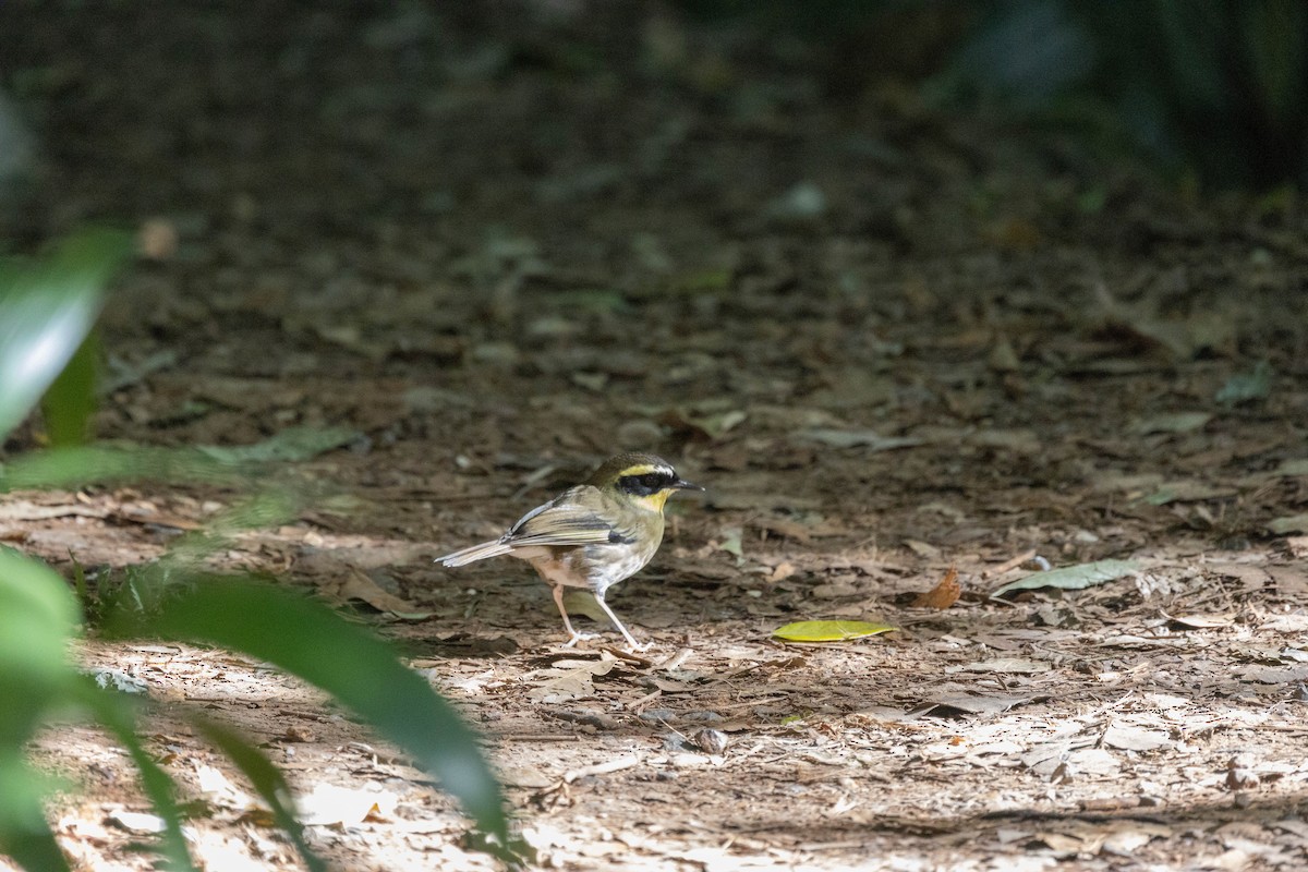 Yellow-throated Scrubwren - ML623738645