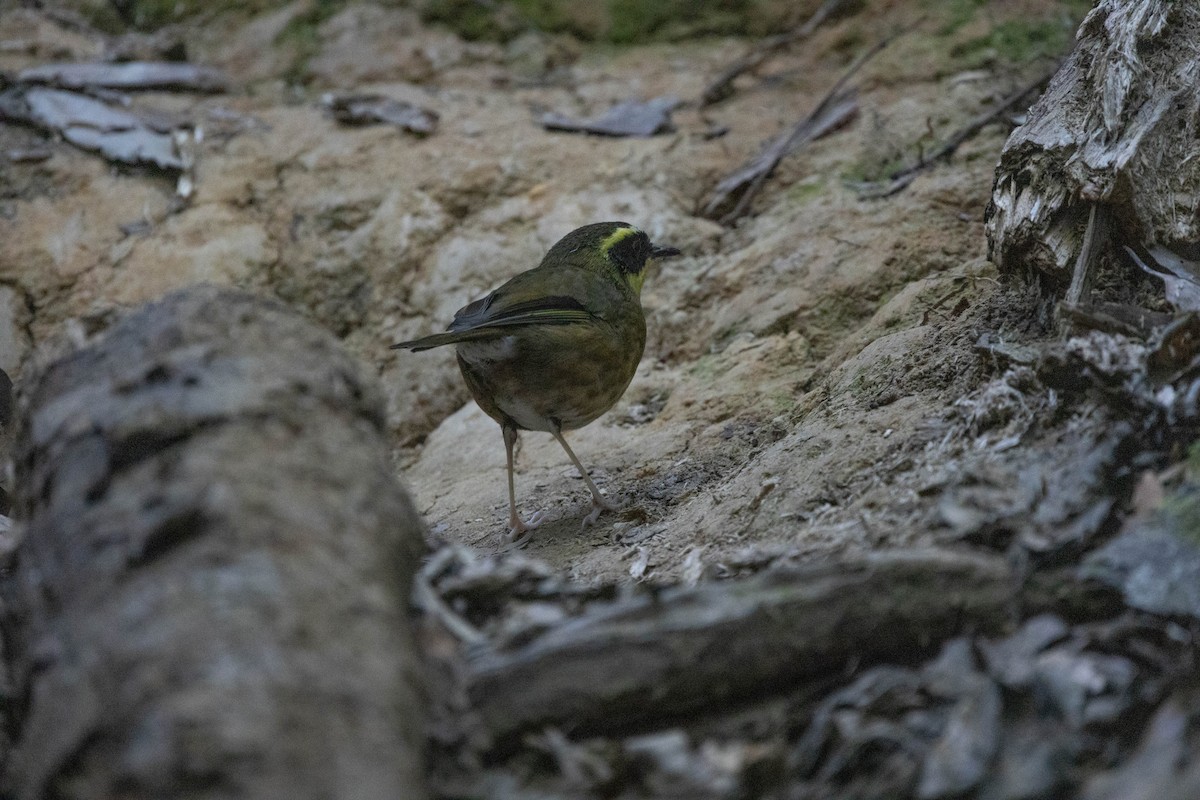 Yellow-throated Scrubwren - ML623738646