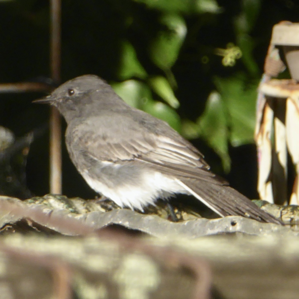 Black Phoebe (Northern) - ML623738648