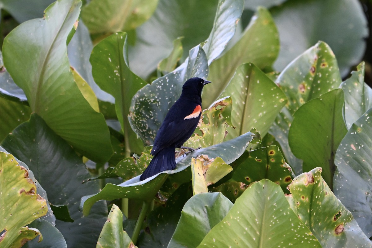 Red-winged Blackbird - Chad Ludwig