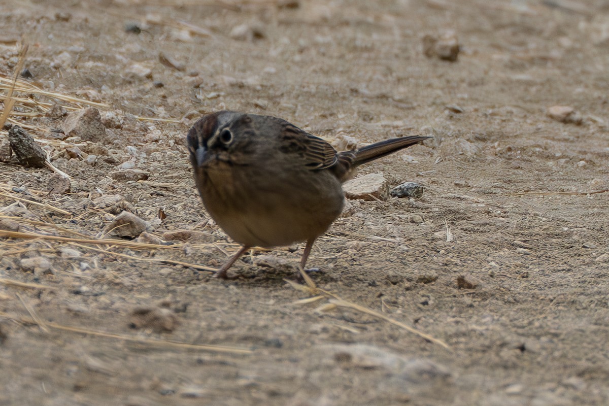 Rufous-crowned Sparrow - ML623738702