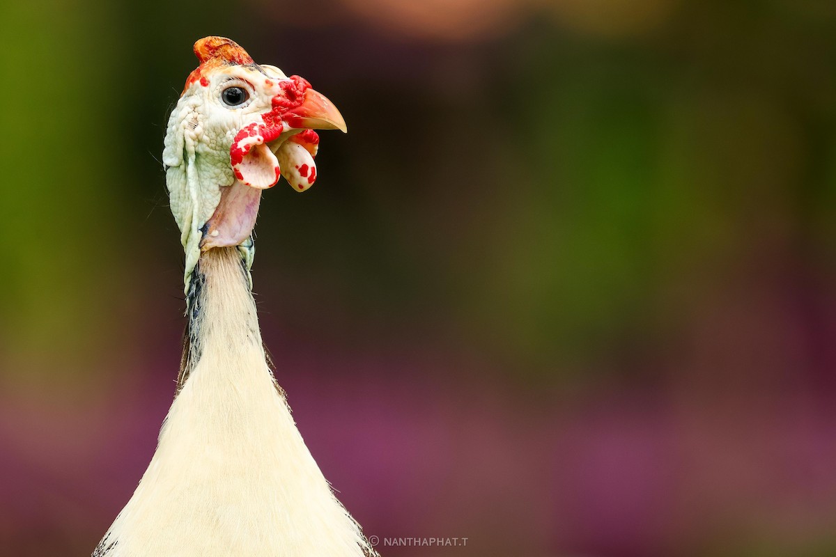 Helmeted Guineafowl (Domestic type) - ML623738742