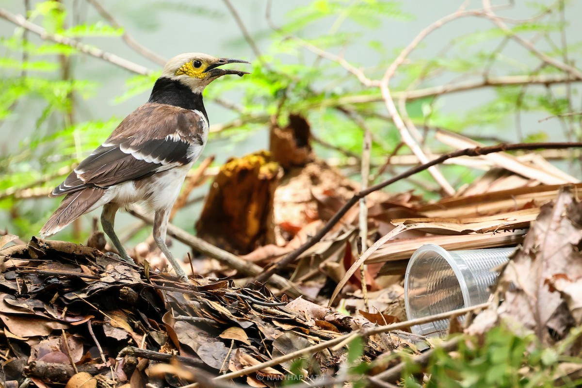 Black-collared Starling - Nanthaphat Thitiwatthanarat