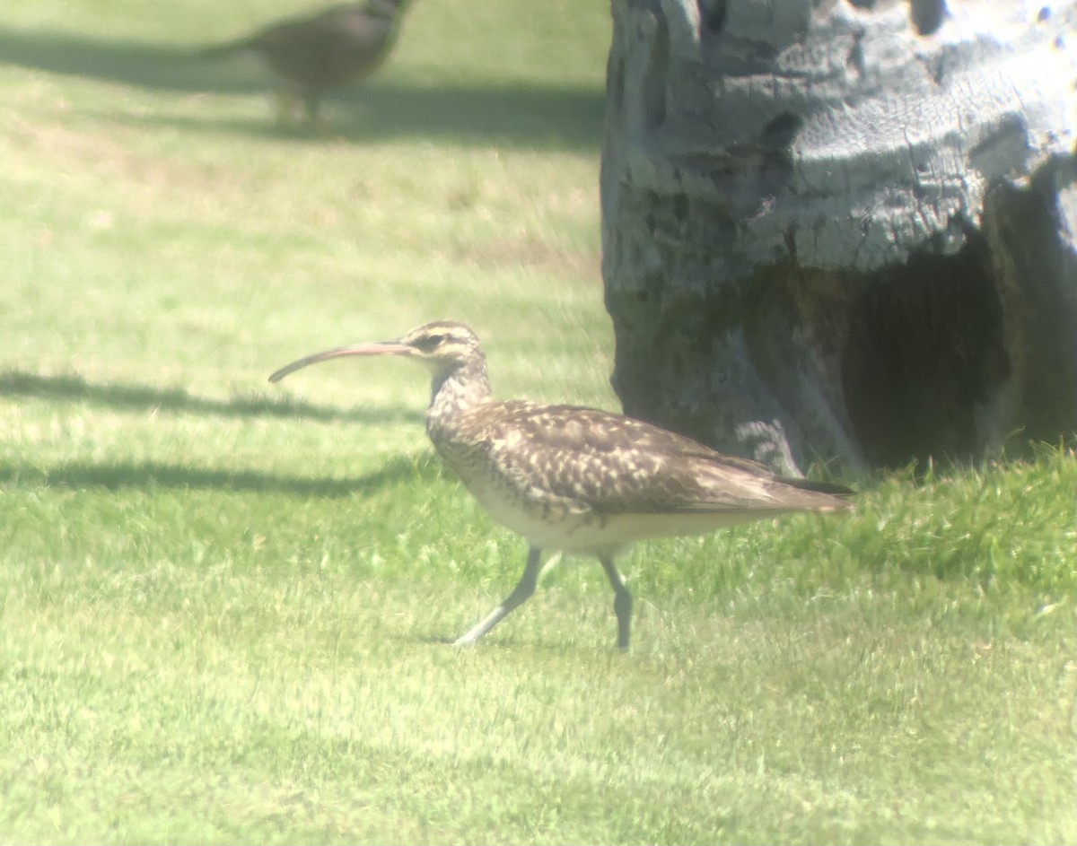 Bristle-thighed Curlew - ML623738779