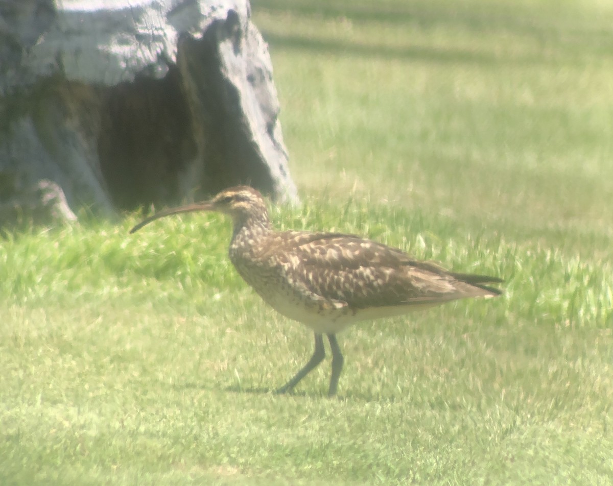 Bristle-thighed Curlew - ML623738780