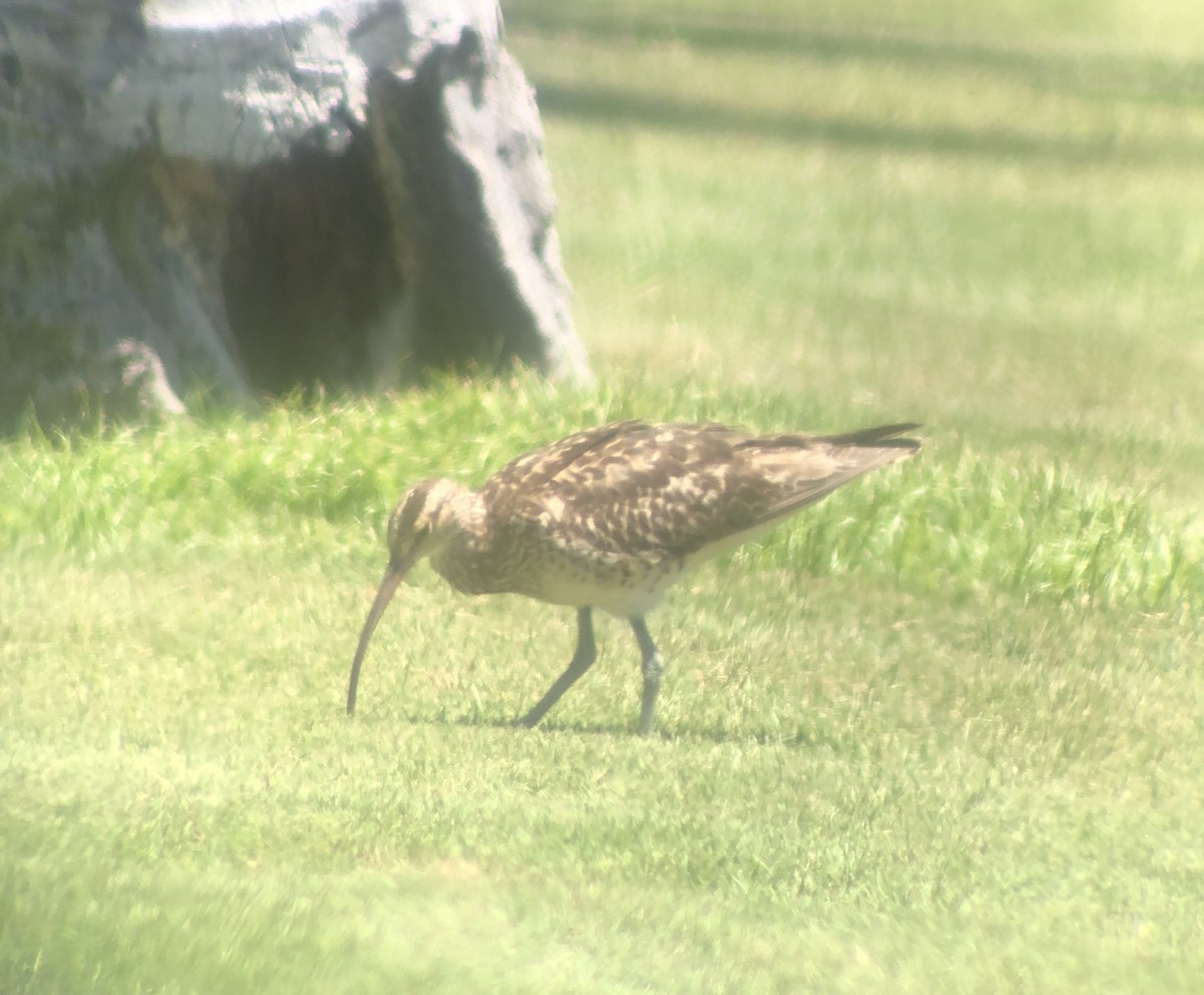 Bristle-thighed Curlew - ML623738782