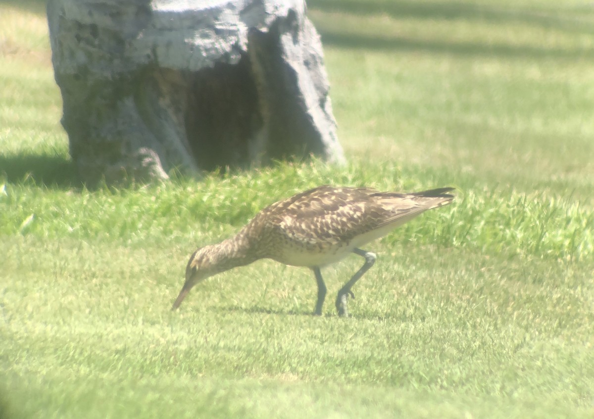 Borstenbrachvogel - ML623738784