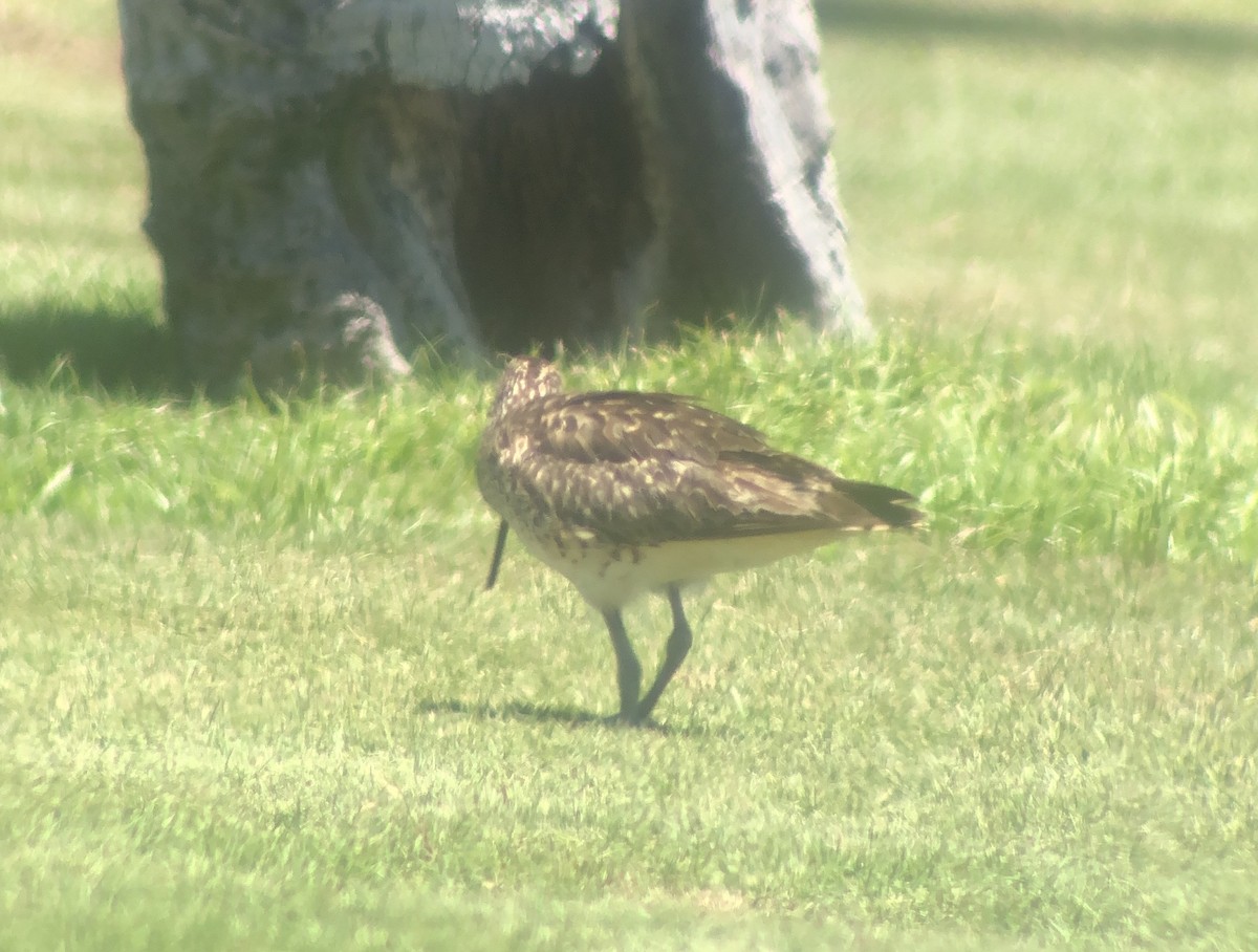 Bristle-thighed Curlew - ML623738785