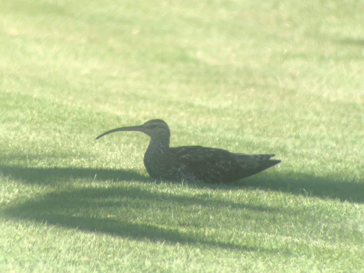 Bristle-thighed Curlew - ML623738786