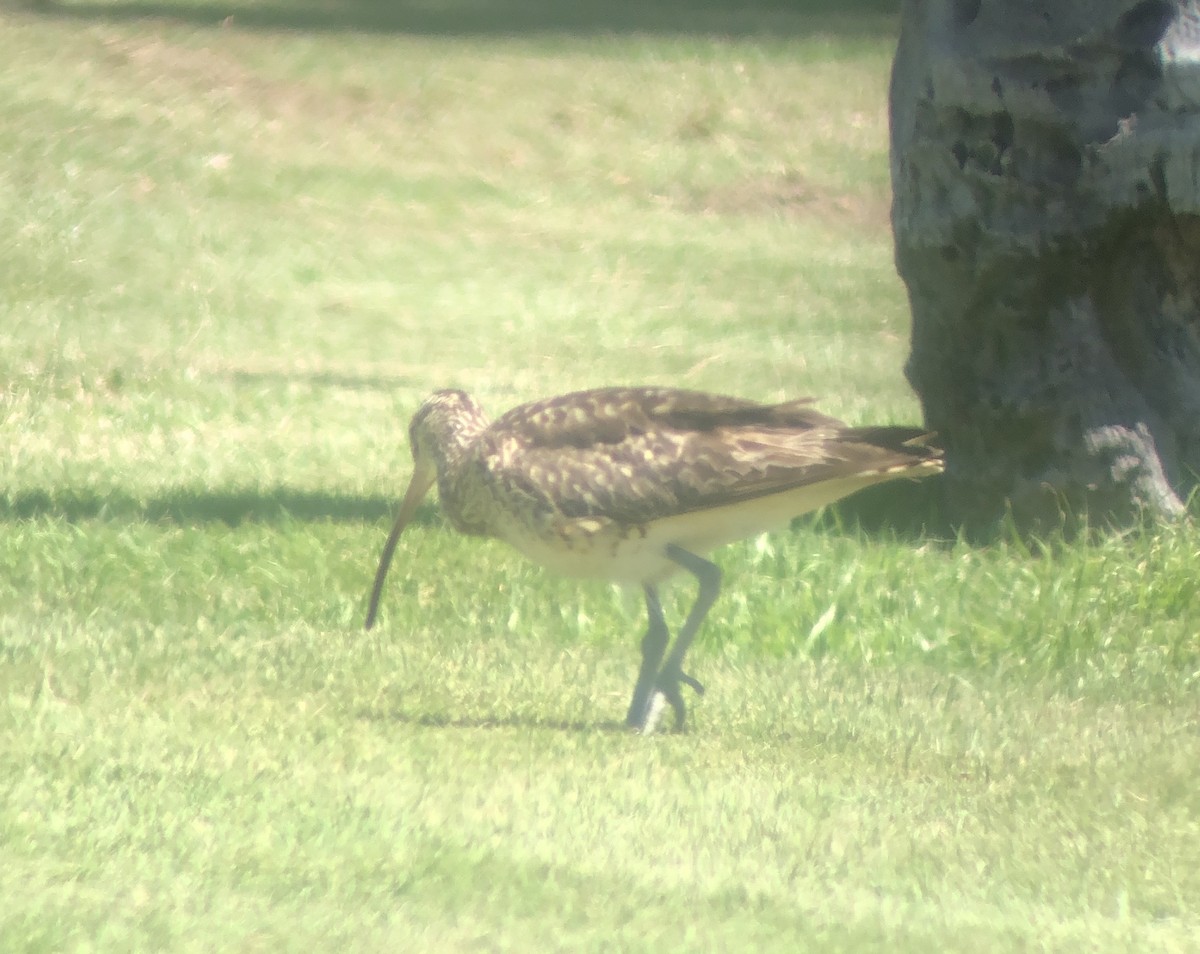 Bristle-thighed Curlew - ML623738787