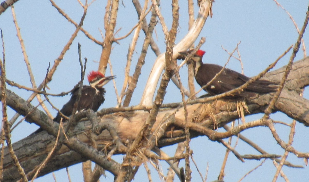 Pileated Woodpecker - ML623738802