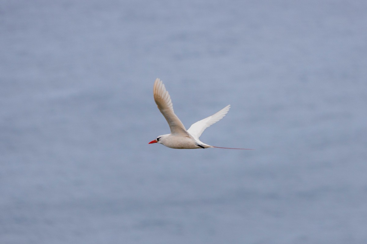 Red-tailed Tropicbird - Mason Bye