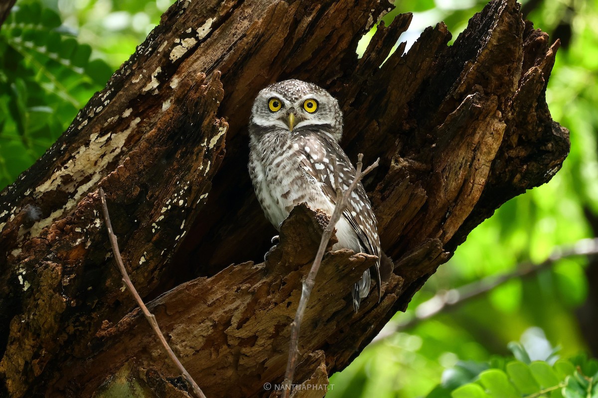 Spotted Owlet - Nanthaphat Thitiwatthanarat