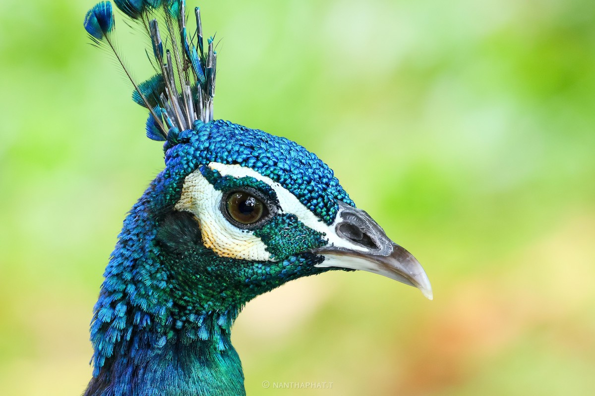 Indian Peafowl (Domestic type) - Nanthaphat Thitiwatthanarat