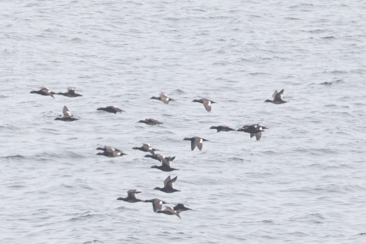 White-winged Scoter - ML623738857